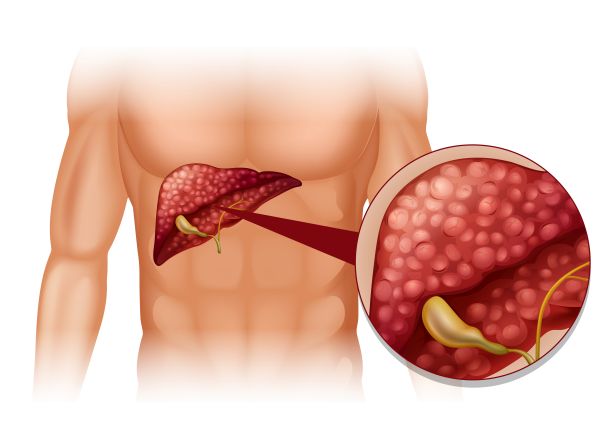 pecen a zlcnik anatomia